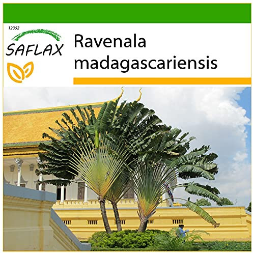 SAFLAX - Albero del viaggiatore - 8 semi - Con substrato - Ravenala madagascariensis