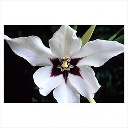 25 ACIDANTHERA-Jumbo Size 6-8 Peacock Orchid-ABYSSIAN Gladioli-Scented Garden Perennial Plant/Bulbs