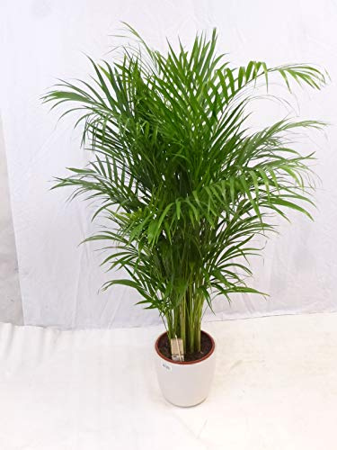 [Palmenlager] XL Goldfruchtpalme - Areca - Dypsis - 160 cm - // Zimmerpflanze - Zimmerpalme //