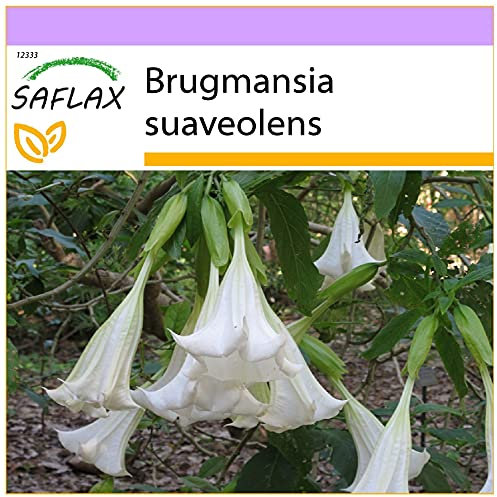 SAFLAX - Engelstrompete/Weiß - 10 Samen - Brugmansia suaveolens
