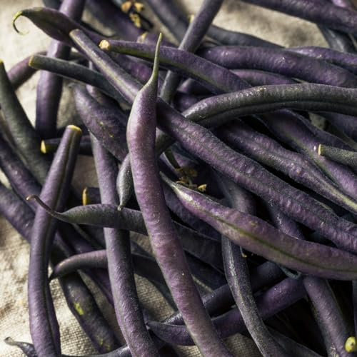 PREMIER SEEDS DIRECT - French Climbing Bean - A COSSE Violette - 125 Seeds