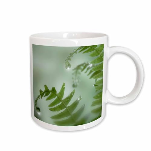 3dRose USA, Washington, Seabeck. Close-up of dewy deer ferns. 15oz Mug