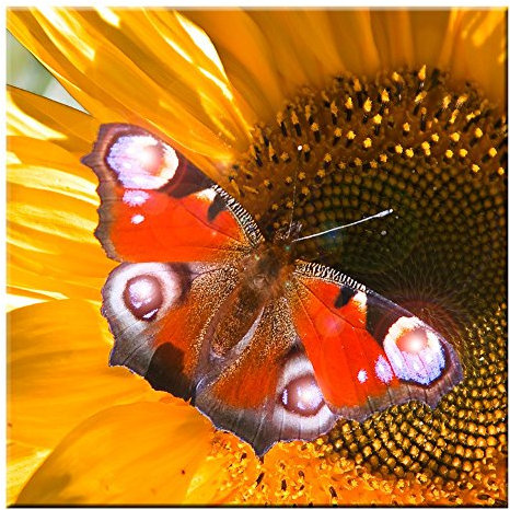 EGLO LED-Bild Schmetterling Wand Dekoration Bild Licht Leuchtbild Leinwand Wandbild warmweiß 75037