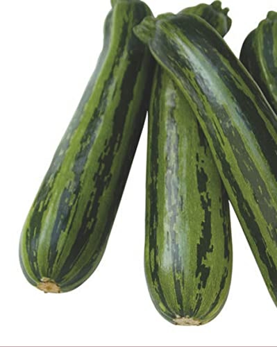Dürr-Samen - Zucchini Green Tiger F1 Saatgut