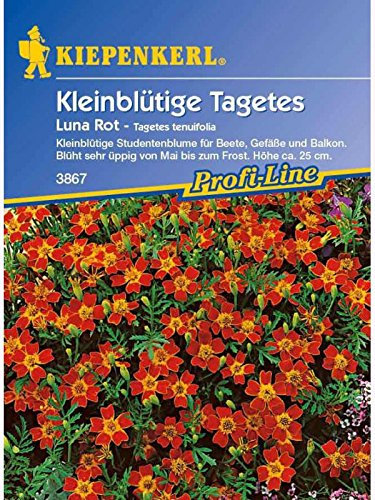 Tagetes tenuifolia Luna Rot