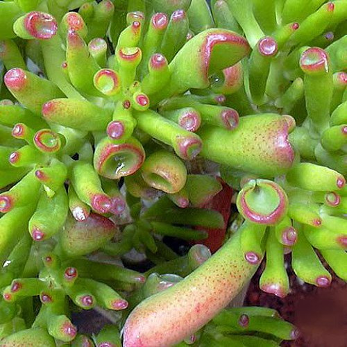 Hobbit Jade Succulent Indoor Outdoor Live Plant aka Crassula Ovuta shipped in 4 pot