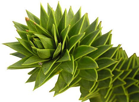 10 Samen Affenschwanz Tanne -Araucaria araucana- Monkeypuzzle