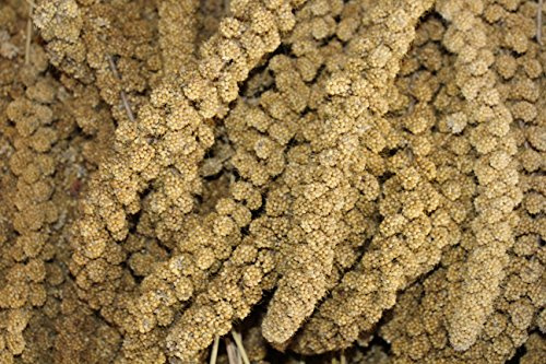 Kolbenhirse, Gelb, 1kg Vogelfutter Wellensitichfutter Kanarienfutter Einzelfutter für Ziervögel