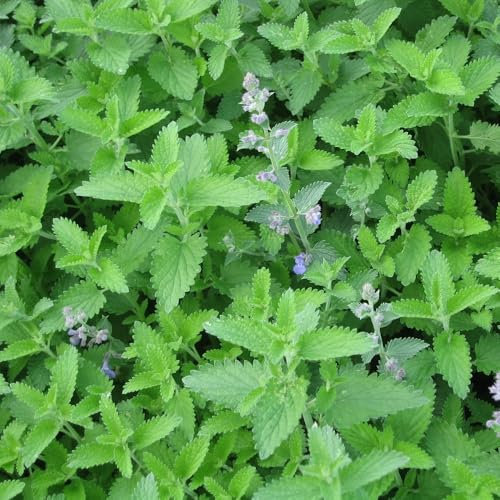 PREMIER SEEDS DIRECT - Catnip- Catmint - Nepeta CATARIA - 2 GRAM ~ Approx 2660 Seeds