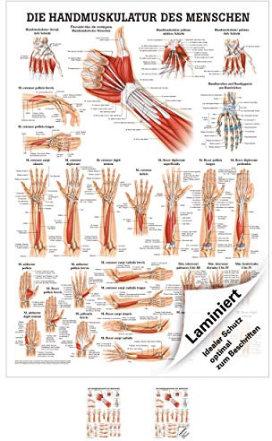Sport-Tec Handmuskulatur Mini-Poster Anatomie 34x24 cm medizinische Lehrmittel