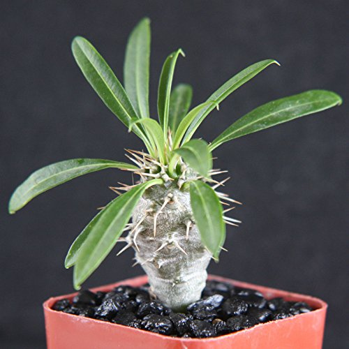 Pachypodium Lamerei Rare Madagascar Palm Plant Cactus Cacti Caudex Bonsai 2 Pot, Grown at Exotic Cactus Collection