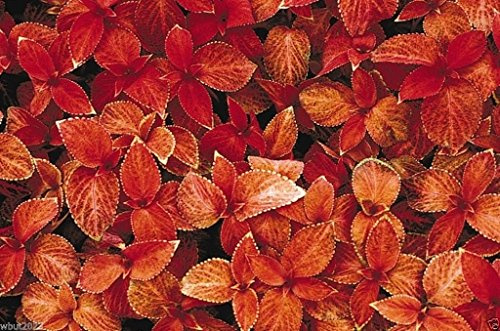 Coleus Seeds , Coleus Wizard Sunset- Great in Shaded Area- 100 Seeds !