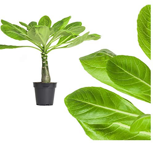 1x echte Hawaii Palme - ca. 45cm gross - brighamia insignis Vulkanpalme/blühende Zimmerpflanze Hawaiipalme endemisch aus Hawaii - sehr exotisch, immergrün