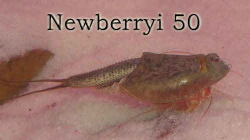 Triops Newberryi ca. 50 Eier Starter Set
