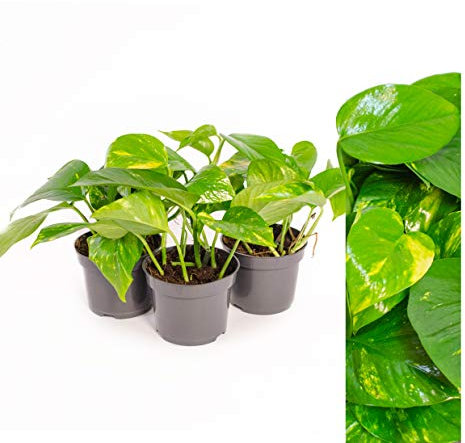 Scindapsus Epipremnum Efeutute in verschiedenen Grössen und Formen - 3 TÖPFE - am Moosstab, hängend als Ampel oder im Topf - Pflegeleichte immergrüne Zimmerpflanzen