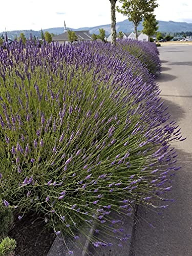 L+ Phenomenal Lavender — 1 Live Plant in 2.5QTs — Dark Violet Flowers — Fragrant, Bee-Friendly, Drought & Deer Resistant Perennial — Zones 5–9 — Grown in Sequim, WA