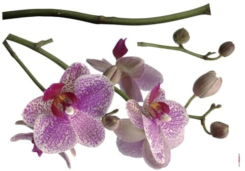 Sticker Mural, 100cm x 70cm, Orchidée