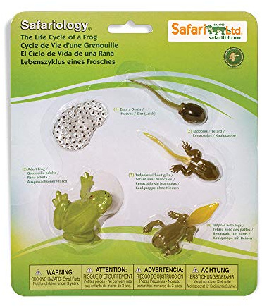 Safari Ltd Life Cycle of A Frog, Grenouille