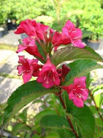 Weigelie Weigela Bristol Ruby 60-100 cm hoch im 5 Liter Pflanzcontainer