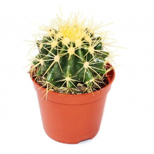 Exotenherz - Echinocactus grusonii - Silla de suegra - en maceta de 5,5 cm