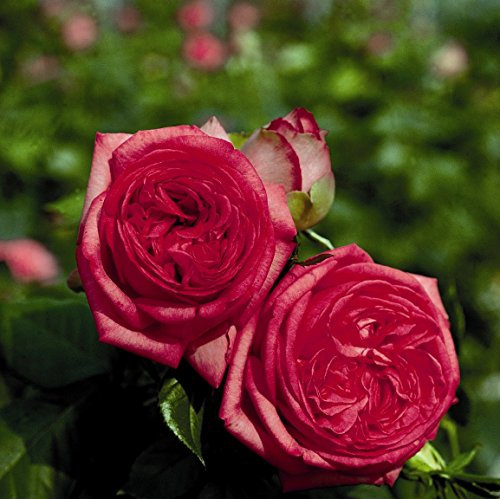 Edelrose Walzertraum im 5 Liter Rosentopf