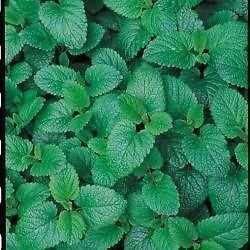 Pack 'Lemon Balm' Perennial Herb Seeds King's Suffolk Herbs