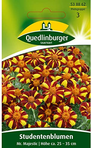 Studentenblume, Mr. Majestic