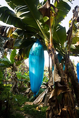 blaue Banane - Musa itinerans (Yunnan Banane) - 5 Samen -frosthart : bis -20 C° !