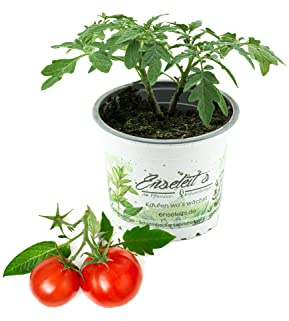 Balkontomate Siderno F1, Tomatenpflanze, Buschtomate direkt aus der Gärtnerei Enseleit