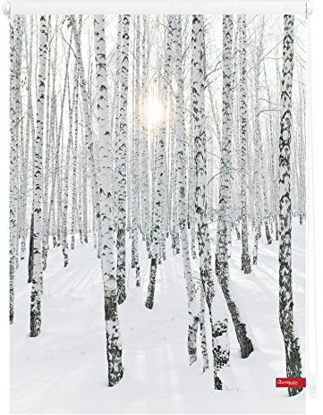 Lichtblick Klemmfix Tageslicht-Rollo mit Motiv, ohne Bohren, Blickdicht, Seitenzugrollo, Made in Germany, Birkenwald - Weiß 45 x 150 cm (B x L)