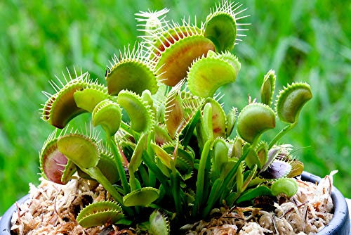 Grow Your Secret Garden Venus Fly Trap Fresh Seeds