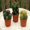 Cactus Mix B – 3 Cactus