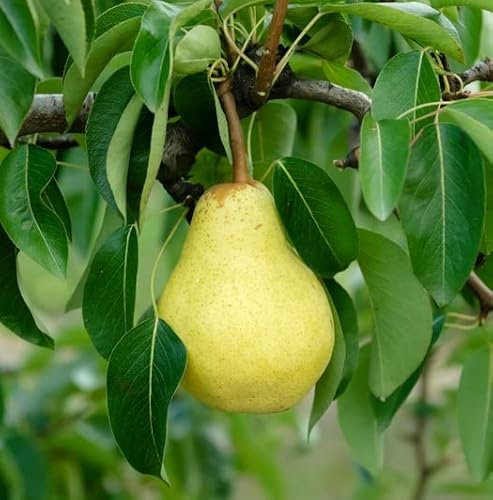 Williams Christ, Herbstbirne, Buschbaum (kleinbleibend), 120-150cm im 10L Topf