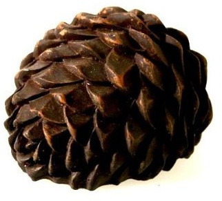 Geocaching - Cache Pomme de pin Small/Micro
