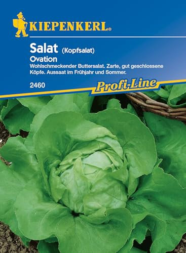 Kiepenkerl Profi-Line Kopfsalatsamen Ovation 2460 – Buttersalat, gut geschlossene Köpfe, Aussaat im Frühjahr und Sommer - Saatgut, Salat, Salatpflanze