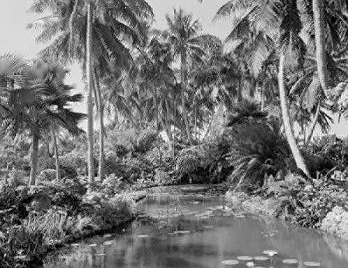 Garden with water lilies and palm trees Poster Print (18 x 24)
