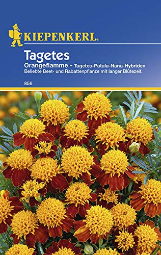 Studentenblume, Tagetes Orangeflamme von Kiepenkerl
