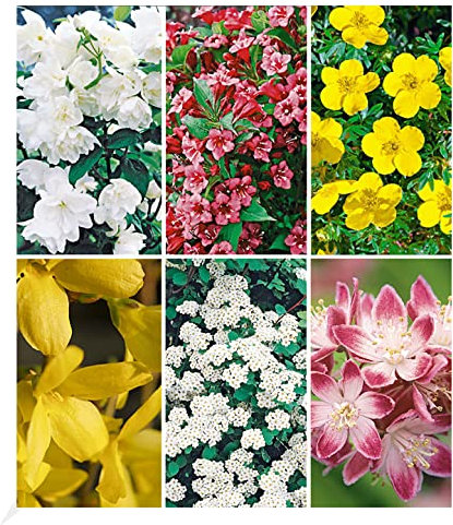 BALDUR Garten 5 Meter Blüh-Hecken-Kollektion, Blütenhecke 6 Pflanzen, bienenfreundlich (außer Forsythie), Forsythie, Weigelie, Jasmin, Deutzie, Potentilla, Spirea, winterhart, blühend