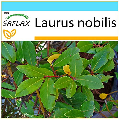 SAFLAX - Kit cadeau - Laurier vrai - 6 graines - Laurus nobilis
