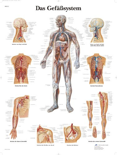 3B Scientific – Laminierte Menschliches Gefäßsystem Tafel – UV- & Staubgeschütztes Anatomieposter für Studium, Lehre & Kliniken