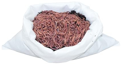 SUPERWURM 1 kg kleine (ca. 1100 St.) Riesen-Rotwürmer - Dendrobena, Angelwürmer, Futterwürmer, Regenwürmer, Würmer, Riesenrotwürmer, Angelköder, Lebendköder, Wurmfarm, Wurmzucht