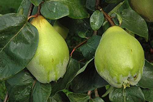 Quitte Vranja, Busch im 7,5 Liter Topf, 60 cm Stammhöhe