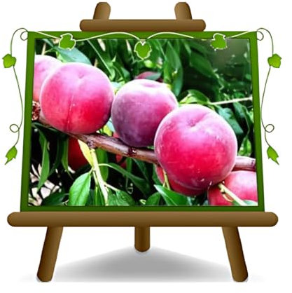 EURO PLANTS VIVAI Pesca a Polpa Rossa della Vigna Pianta da Frutto in Vaso 24-26 cm, *Altezza 170-200 cm, 4 Anni