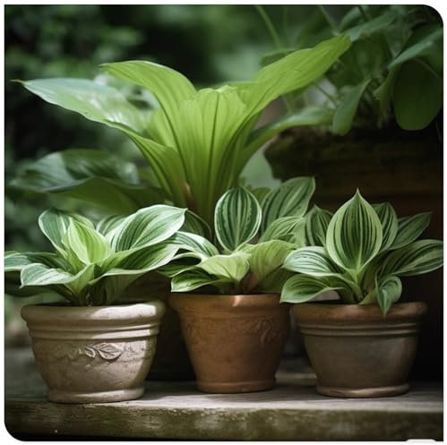 Hosta/Crop for Planting Now UK/Strong Plants That Grow Well/Mix Golden Jade Carving Feels -25 Bulbs-a
