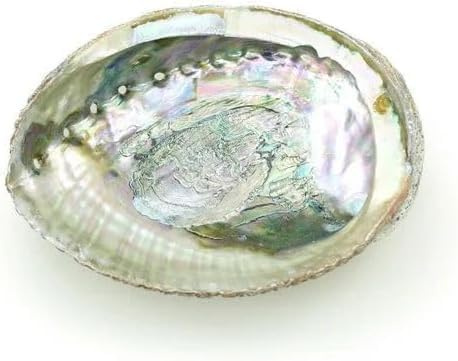 Grand bol coloré en coquille d'ormeau naturel de 10 à 11,4 cm pour brûler de la sauge et de l'encens en coquillage de mer pour décoration et présentation, porte-encens, décorations