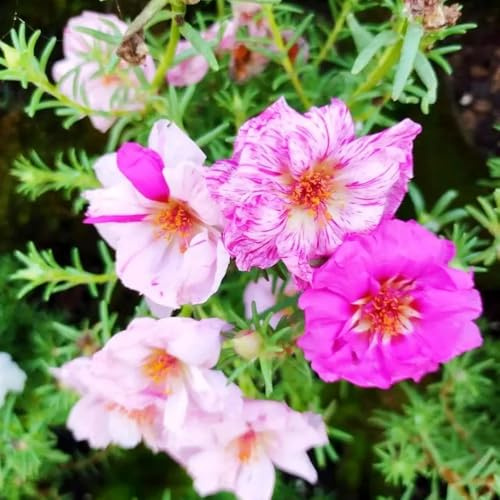 semillas de verdolaga perenne, silvestres exóticas exterior resistentes raras invernaderos balcón jardín Decoración jardín para 400pcs