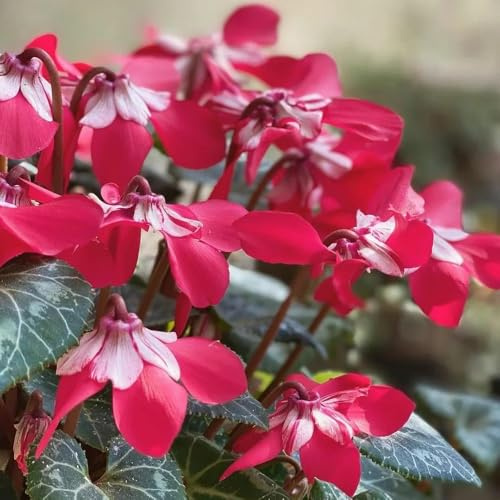 ciclamino semi esotici semi di selvatico biologico parterre sul balcone ufficio primavera foglie perenne estate riverdimento 120pcs