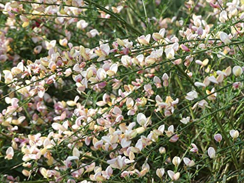 Cytisus scoparius Mrs. Norman Henry - Edelginster Mrs. Norman Henry - duftend