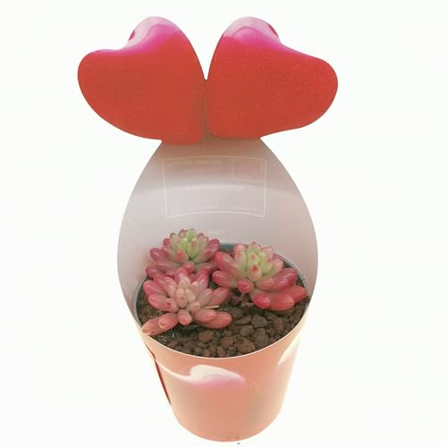 Pianta vera di Sedum rubrotinctum ‘Aurora’ in vaso di diam. 6,5 cm, idea regalo con fascetta 'San Valentino'.