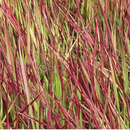 6x Blutgras 'Red Baron' - Imperata cylindrica 'Red Baron' - Topf 9x9cm - Rotes Ziergras für Garten und Kübel